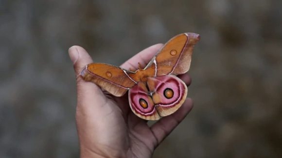 Photo du film L'île des lémuriens: Madagascar