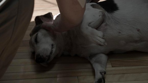 Photo du film Mon ami Dino