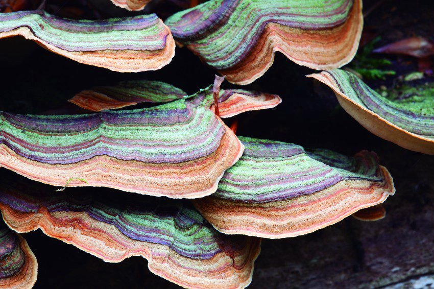 Photo du film 100 Days of Solitude [2018]