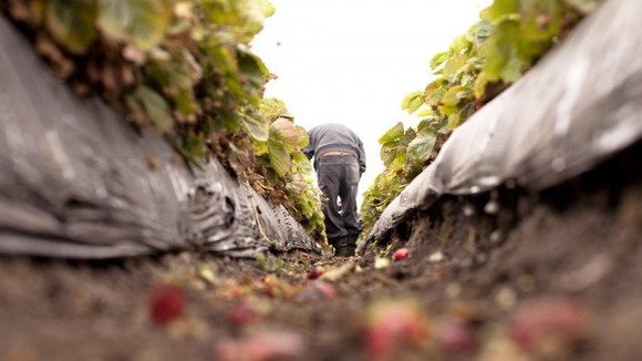 Photo from the movie Food Chains [2014]