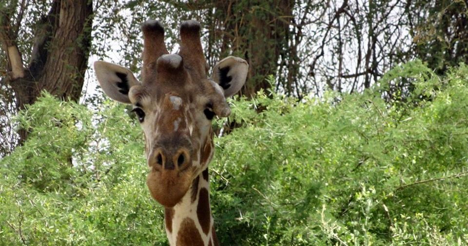 Photo du film The Woman Who Loves Giraffes