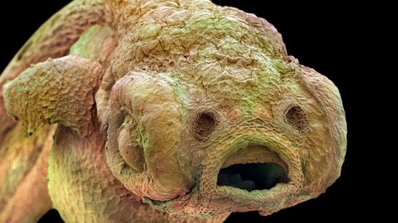 Photo du film Les mystères du monde invisible