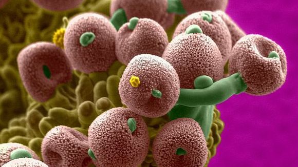 Photo du film Les mystères du monde invisible