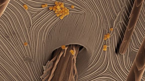 Photo du film Les mystères du monde invisible