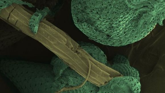 Photo du film Les mystères du monde invisible