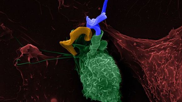 Photo du film Les mystères du monde invisible