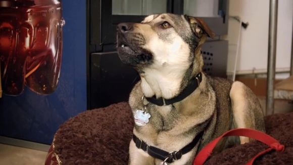 Photo from the movie Rescue Dogs [2016]