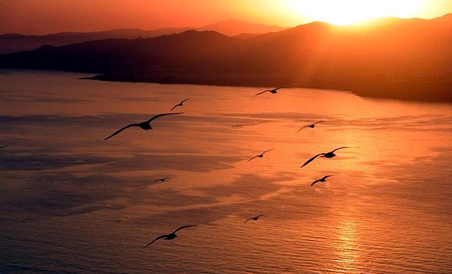 Photo from the movie Jonathan Livingston Seagull