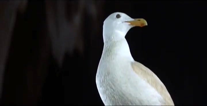 Photo from the movie Jonathan Livingston Seagull