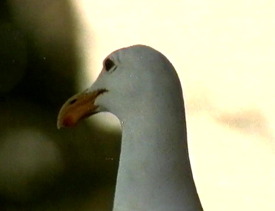 Photo from the movie Jonathan Livingston Seagull