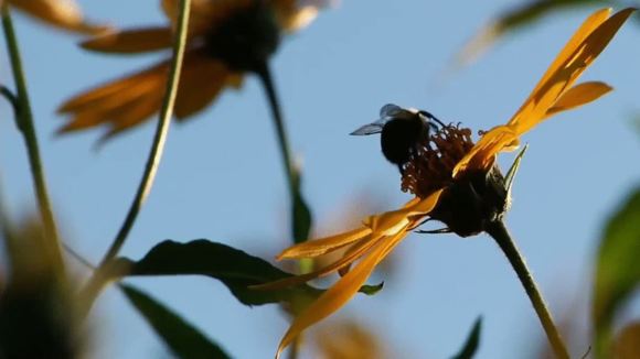 Photo du film The Sower [2013]