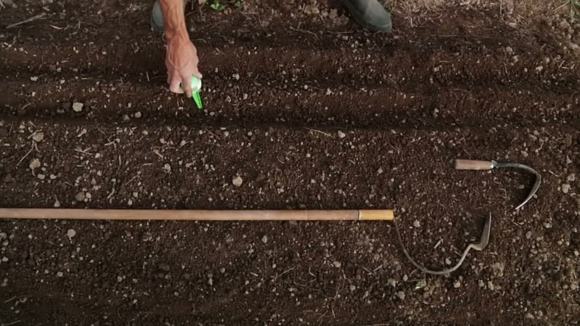 Photo du film The Sower [2013]