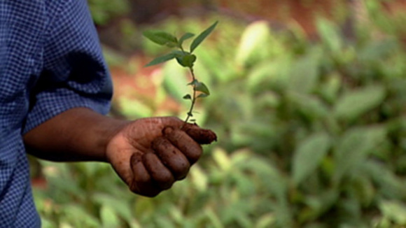 Photo from the movie Taking Root: The Vision of Wangari Maathai [2008]