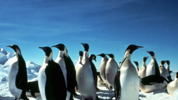 Photo from the movie Antarctica [1991]