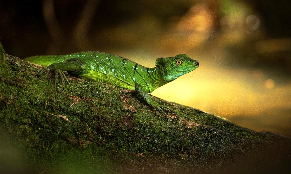 Photo du film The Secret Lives of Animals