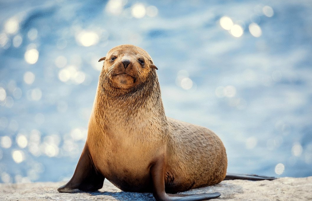 Photo du film The Secret Lives of Animals