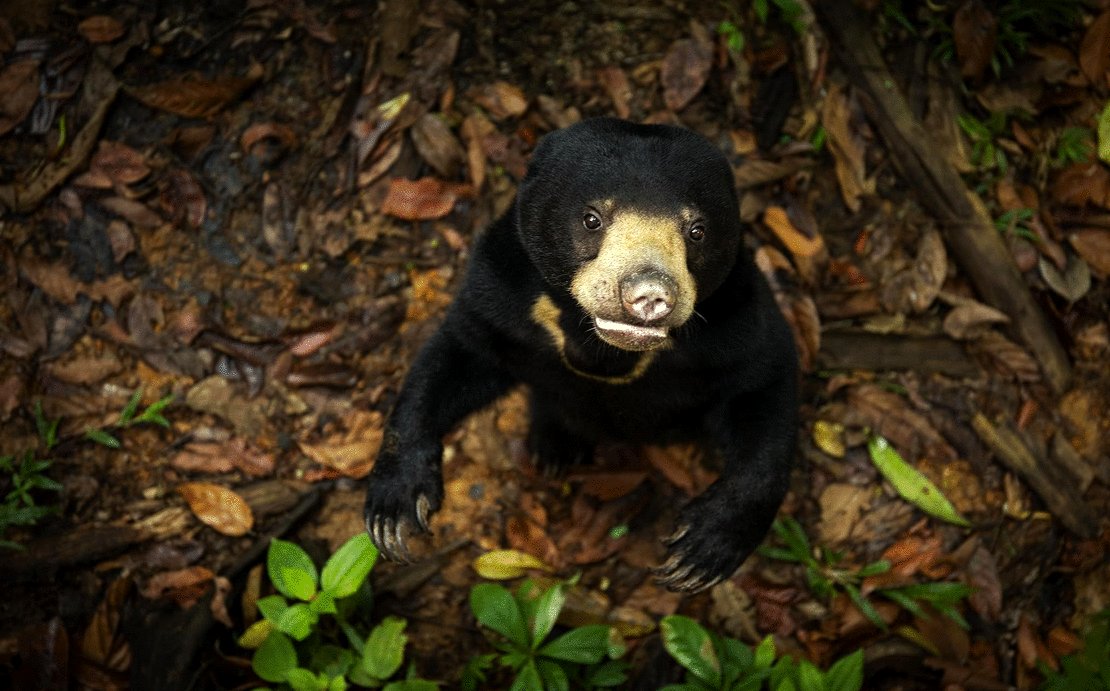 Photo du film The Secret Lives of Animals