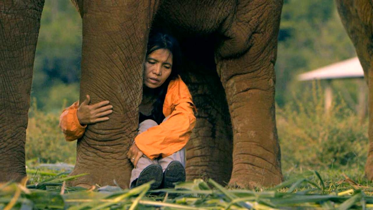 Photo du film Elephant Mother