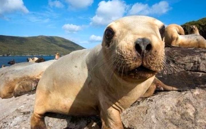 Photo du film Lions de mer: Un destin fragile
