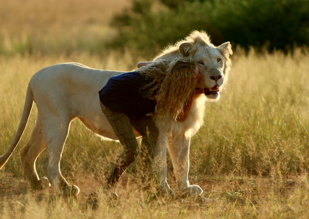 Photo du film Mia and the White Lion
