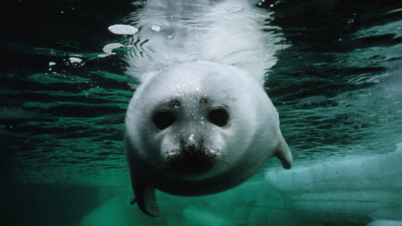 Photo du film Conte au coeur de l'Arctique