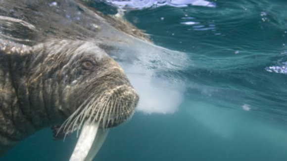 Photo du film Conte au coeur de l'Arctique