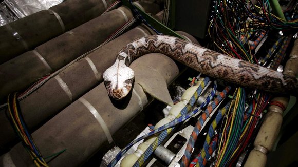 Photo du film Serpents à bord