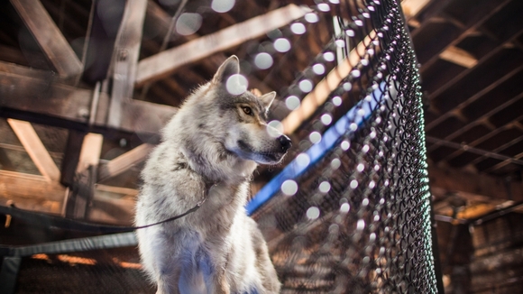 Photo du film GSP: L'ADN d'un champion
