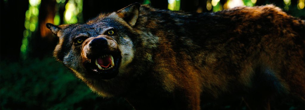 Photo from the movie The Ornithologist