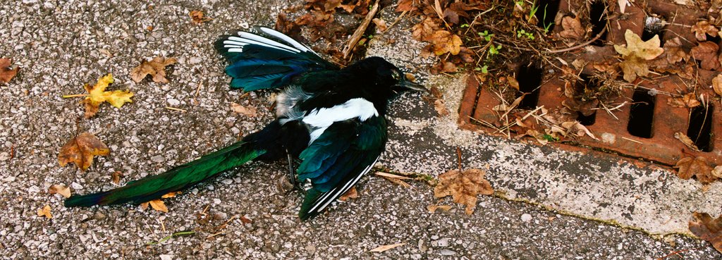 Photo from the movie The Ornithologist