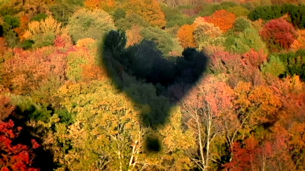 Photo du film With the Wind [2019]