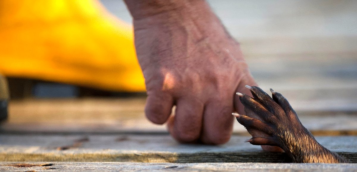 Photo from the movie Billy & Molly: An Otter Love Story