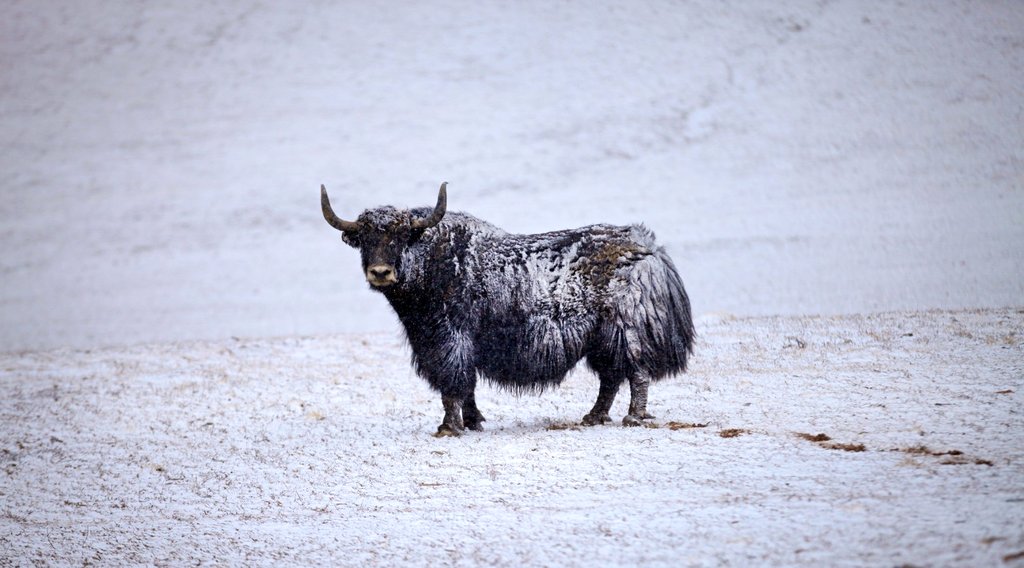 Photo from the movie Born in China