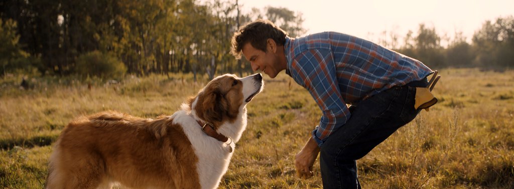 Photo from the movie Mes voyages de chien