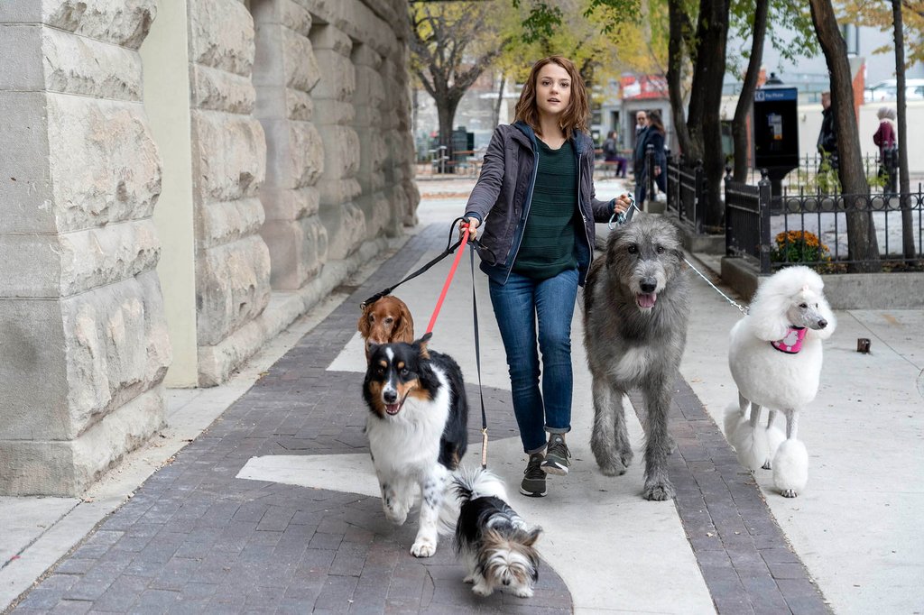 Photo from the movie Mes voyages de chien