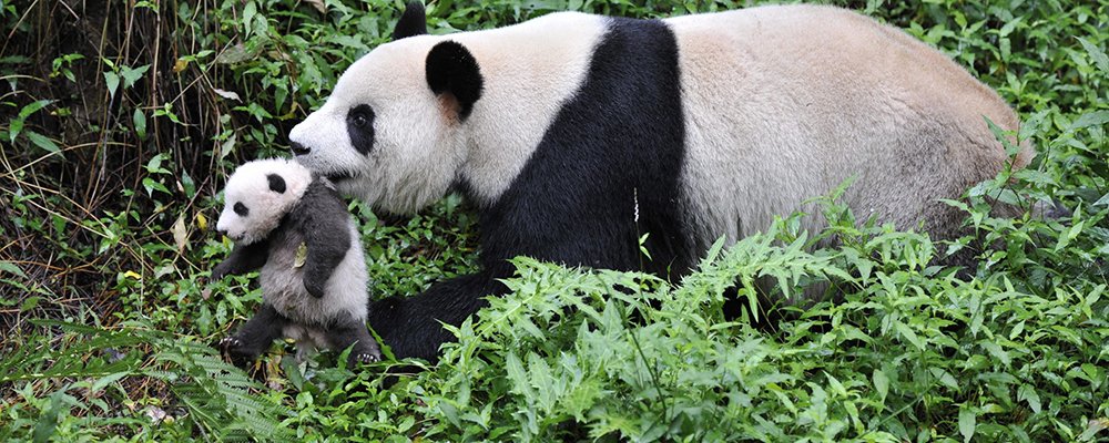 Photo from the movie Pandas