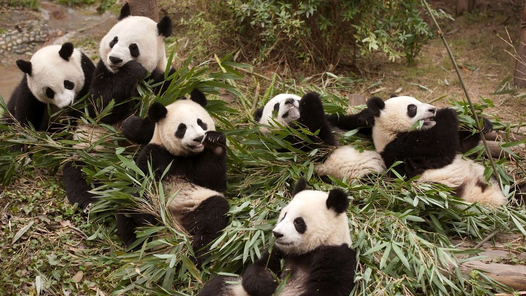 Photo from the movie Pandas