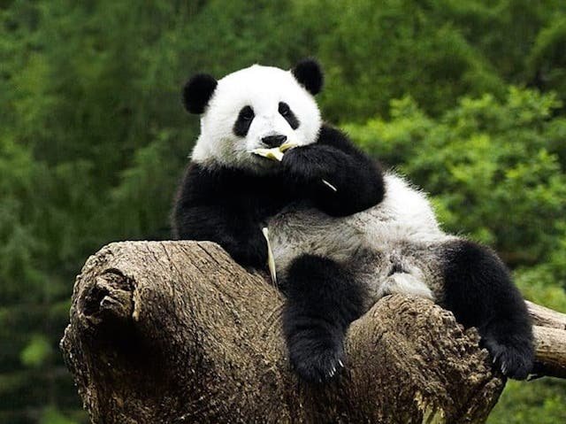 Photo from the movie Pandas