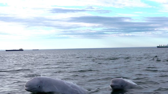 Photo from the movie Pipelines, pouvoir et démocratie [2015]