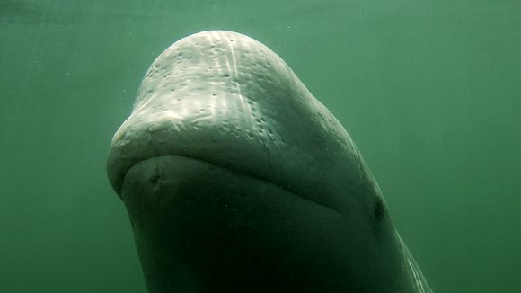 Photo from the movie Pipelines, pouvoir et démocratie [2015]