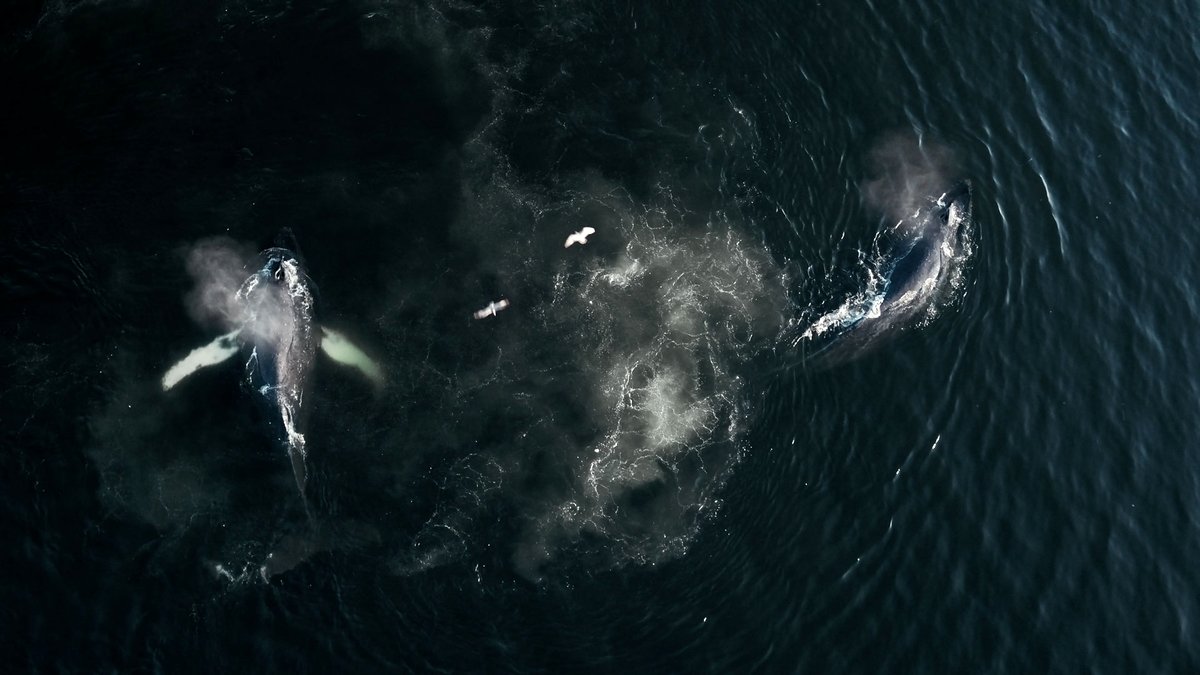 Photo from the movie La Baleine et le corbeau [2019]