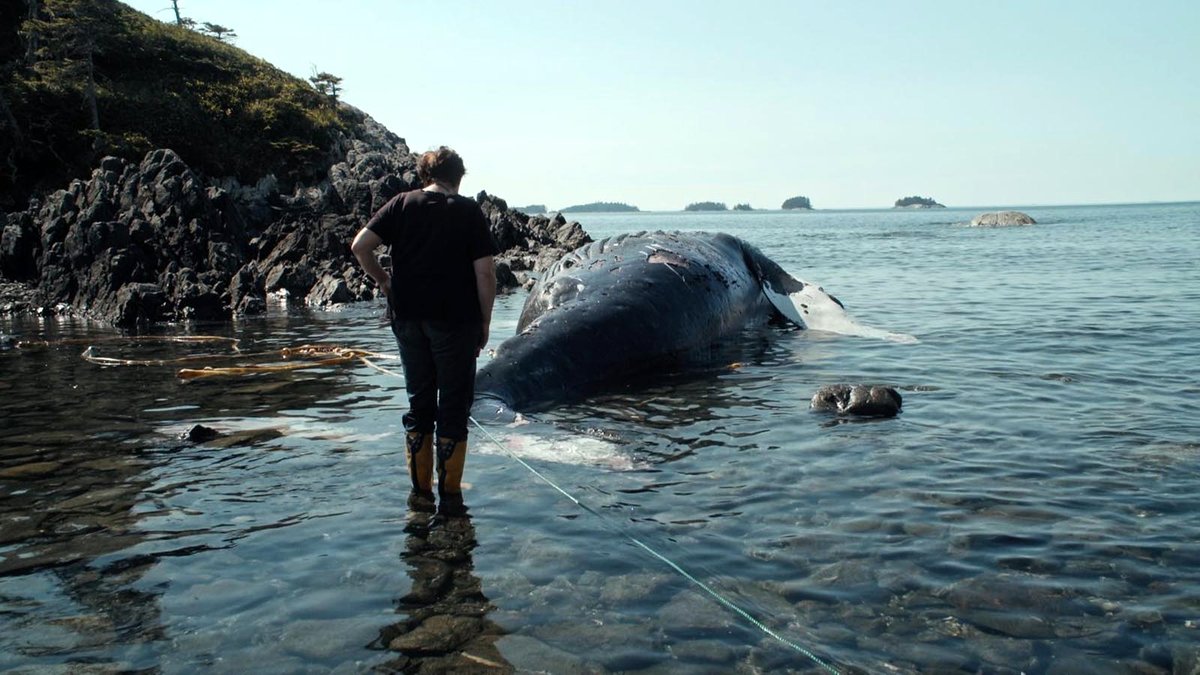Photo from the movie La Baleine et le corbeau [2019]