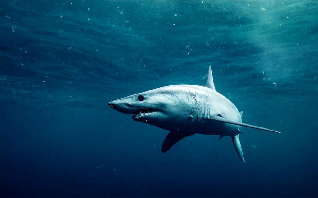 Photo du film Australia's Great Wild North [2018]