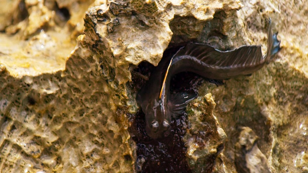 Photo from the movie Blue Planet II