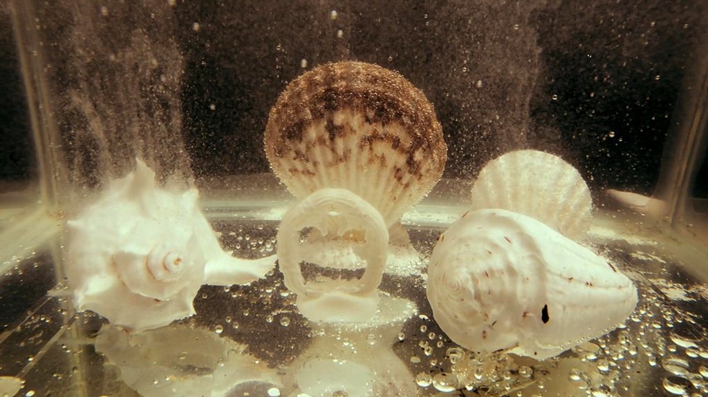 Photo from the movie Blue Planet II