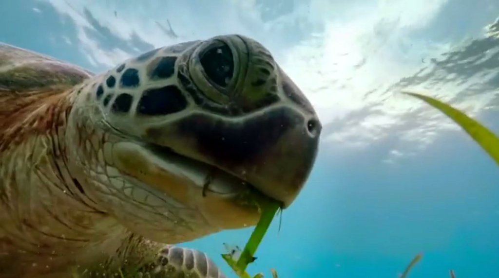 Photo from the movie Blue Planet II