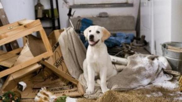 Photo du film Marley & Me