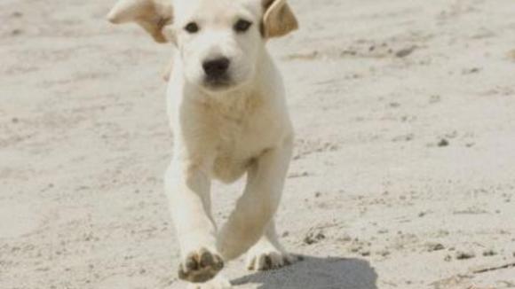 Photo du film Marley & Me