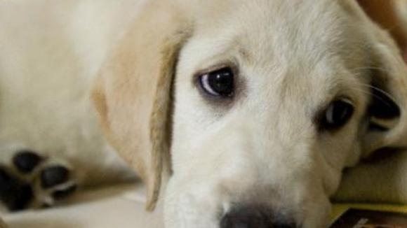 Photo du film Marley & Me