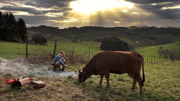 Photo du film La Vache